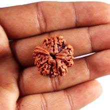 Load image into Gallery viewer, Nepalese Ganesh Rudraksha - Bead No. 293
