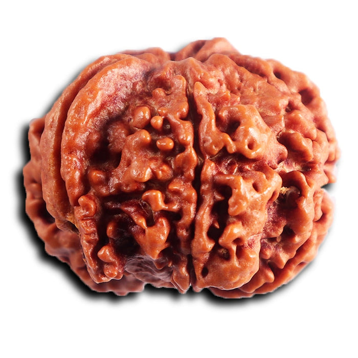 Nepalese Ganesh Rudraksha - Bead No. 293
