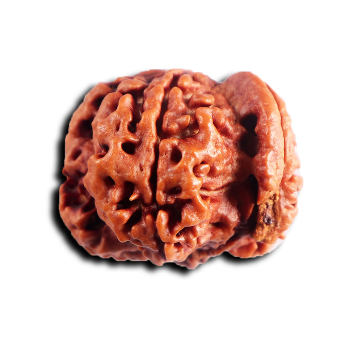 Nepalese Ganesh Rudraksha - Bead No. 293