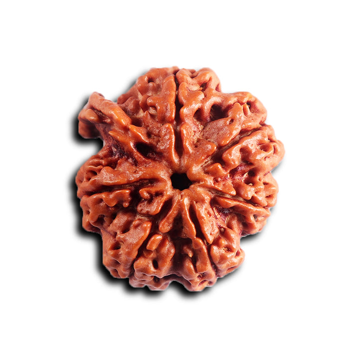 Nepalese Ganesh Rudraksha - Bead No. 294