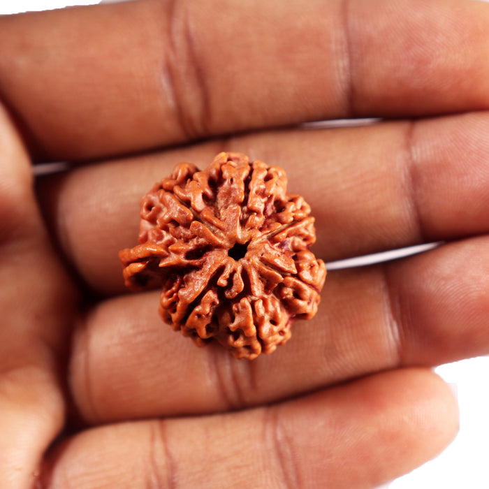 Nepalese Ganesh Rudraksha - Bead No. 294