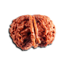 Load image into Gallery viewer, Nepalese Ganesh Rudraksha - Bead No. 294
