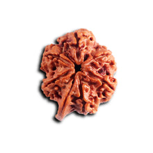Load image into Gallery viewer, Nepalese Ganesh Rudraksha - Bead 296
