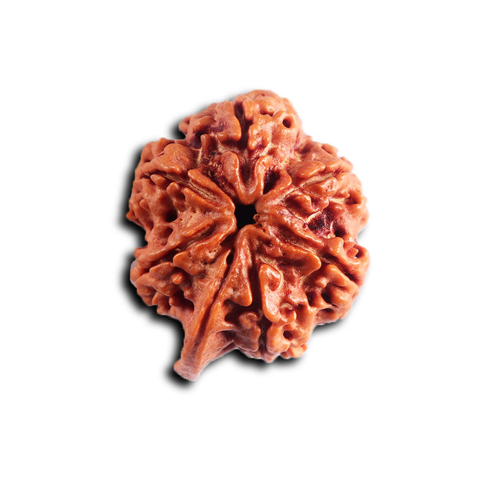 Nepalese Ganesh Rudraksha - Bead 296
