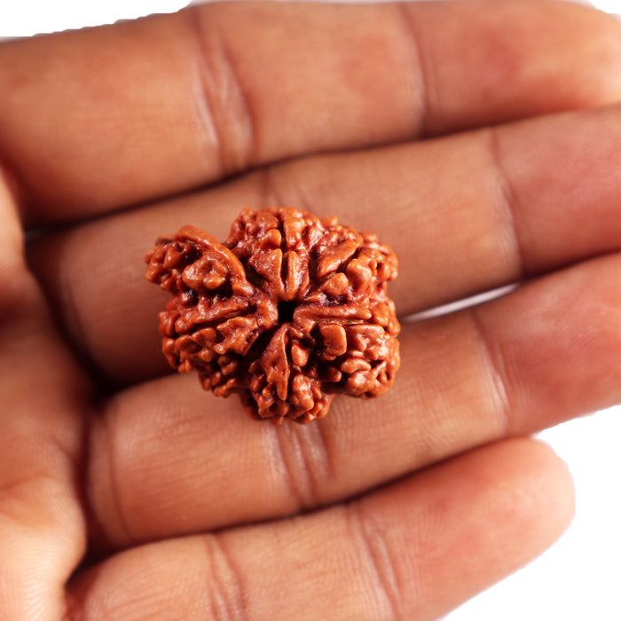 Nepalese Ganesh Rudraksha - Bead No. 295