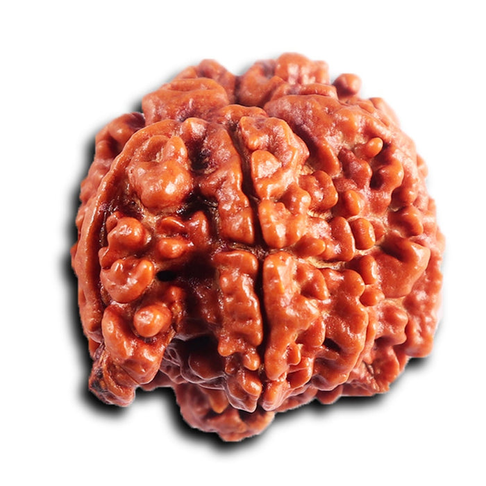 Nepalese Ganesh Rudraksha - Bead No. 295