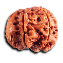 Load image into Gallery viewer, Nepalese Ganesh Rudraksha - Bead 296
