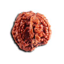 Load image into Gallery viewer, Nepalese Ganesh Rudraksha - Bead No. 295
