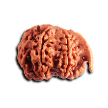 Load image into Gallery viewer, Nepalese Ganesh Rudraksha - Bead 296
