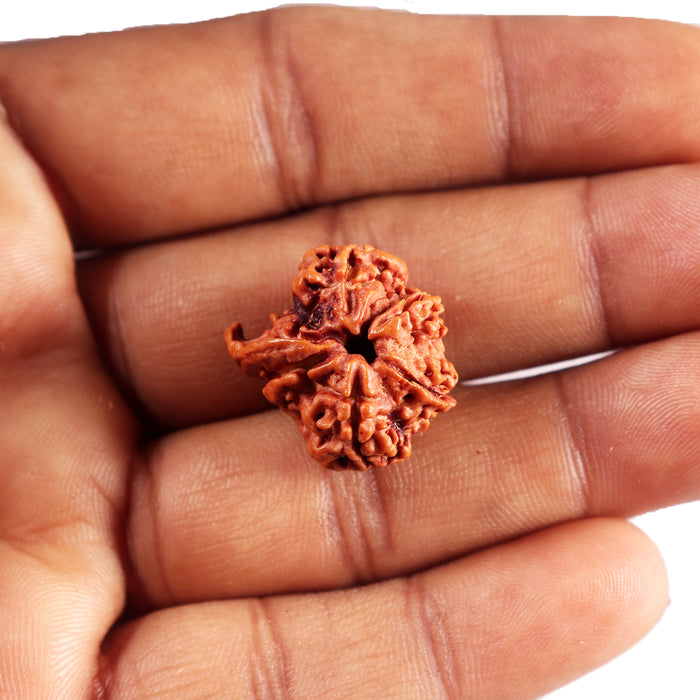 Nepalese Ganesh Rudraksha - Bead No. 307