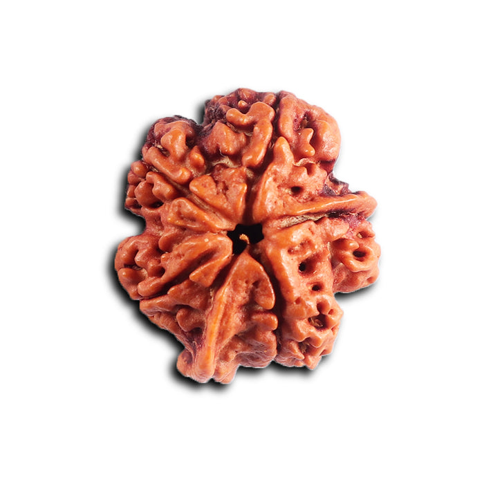 Nepalese Ganesh Rudraksha - Bead 308