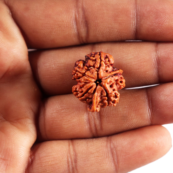 Nepalese Ganesh Rudraksha - Bead 308