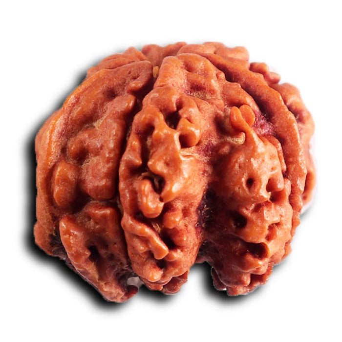 Nepalese Ganesh Rudraksha - Bead 308