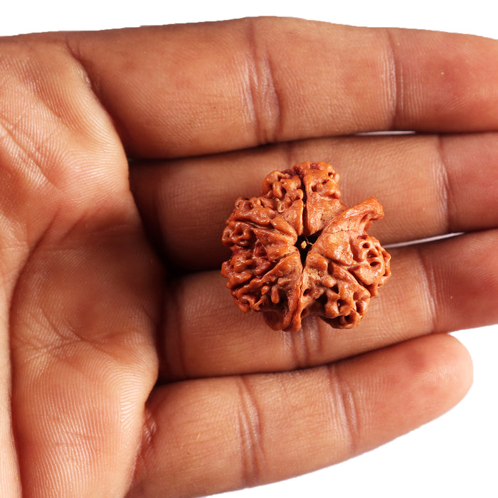 Nepalese Double Ganesh Rudraksha - Bead No. 309