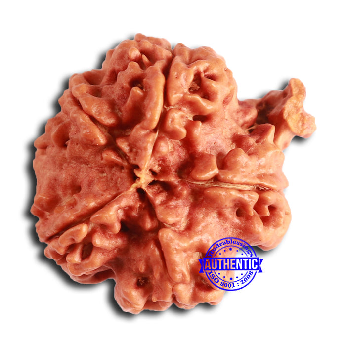 Nepalese Ganesh Rudraksha - Bead No. 215