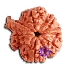 Load image into Gallery viewer, Nepalese Ganesh Rudraksha - Bead No. 215
