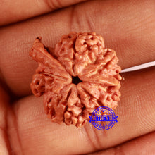 Load image into Gallery viewer, Nepalese Ganesh Rudraksha - Bead No. 215
