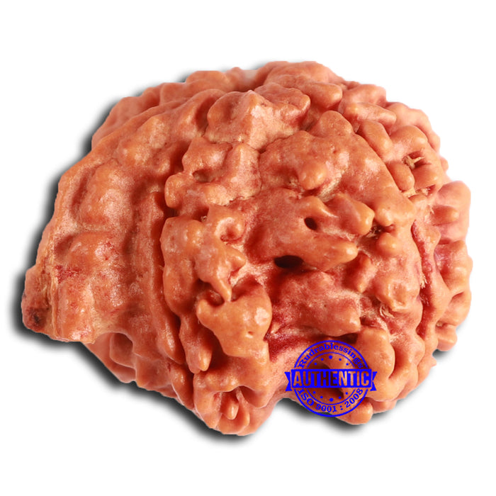 Nepalese Ganesh Rudraksha - Bead No. 215
