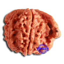 Load image into Gallery viewer, Nepalese Ganesh Rudraksha - Bead No. 215

