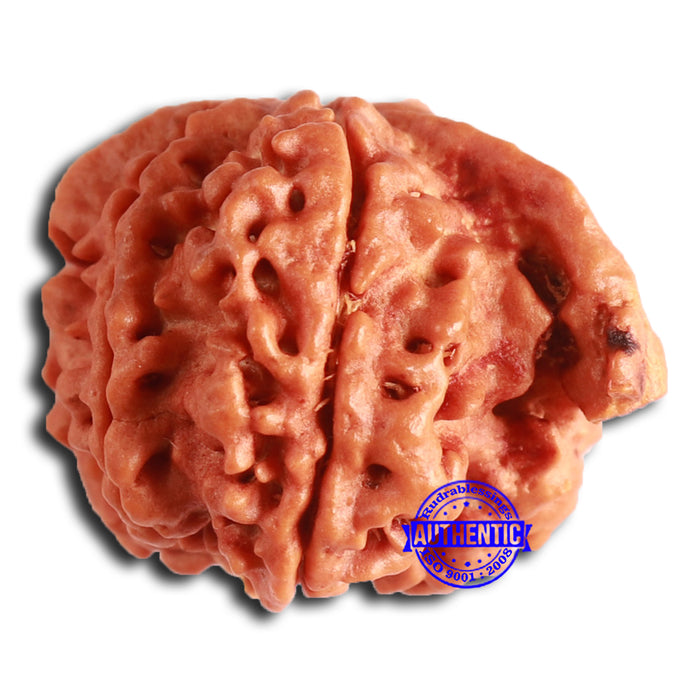 Nepalese Ganesh Rudraksha - Bead No. 215