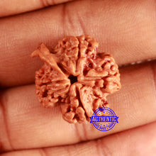 Load image into Gallery viewer, Nepalese Ganesh Rudraksha - Bead No. 216
