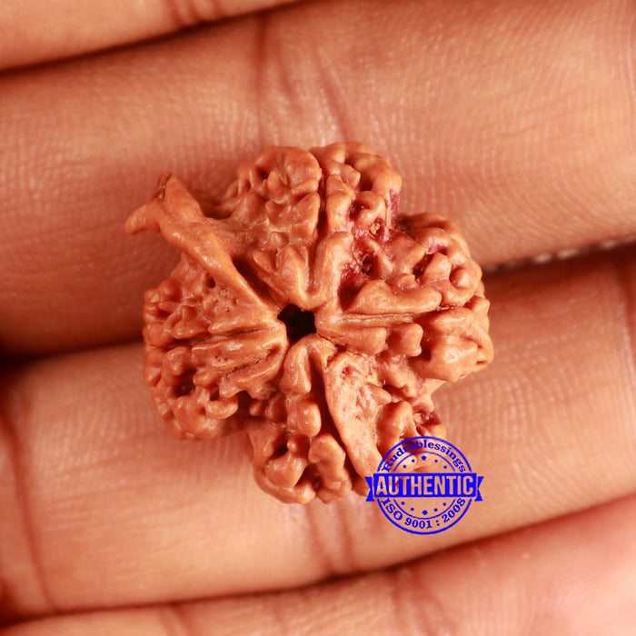 Nepalese Ganesh Rudraksha - Bead No. 216