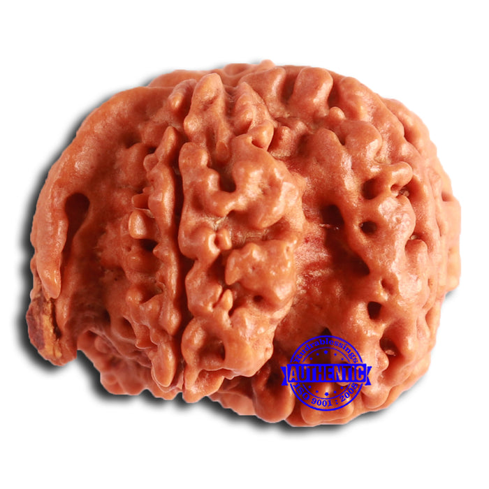 Nepalese Ganesh Rudraksha - Bead No. 216