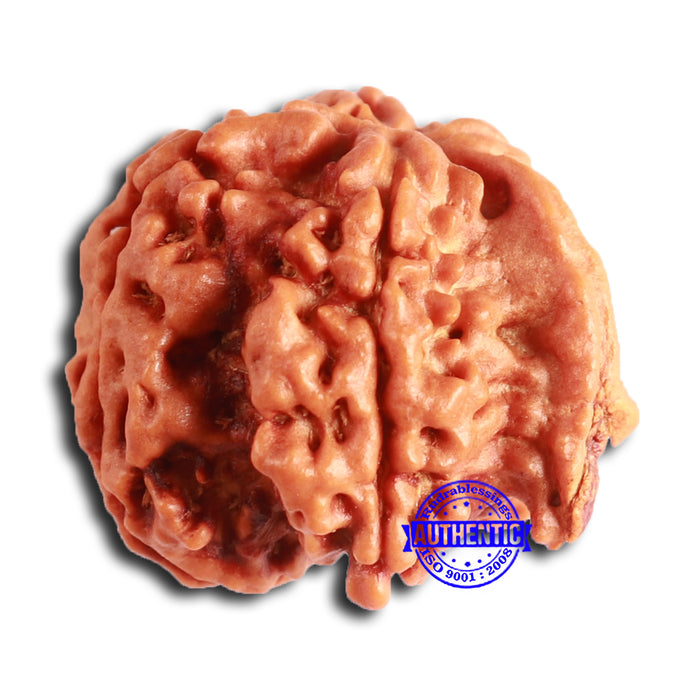 Nepalese Ganesh Rudraksha - Bead No. 216