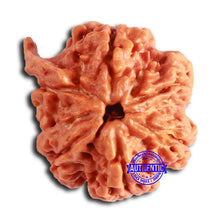 Load image into Gallery viewer, Nepalese Ganesh Rudraksha - Bead No. 218
