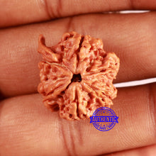Load image into Gallery viewer, Nepalese Ganesh Rudraksha - Bead No. 218
