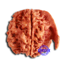 Load image into Gallery viewer, Nepalese Ganesh Rudraksha - Bead No. 218
