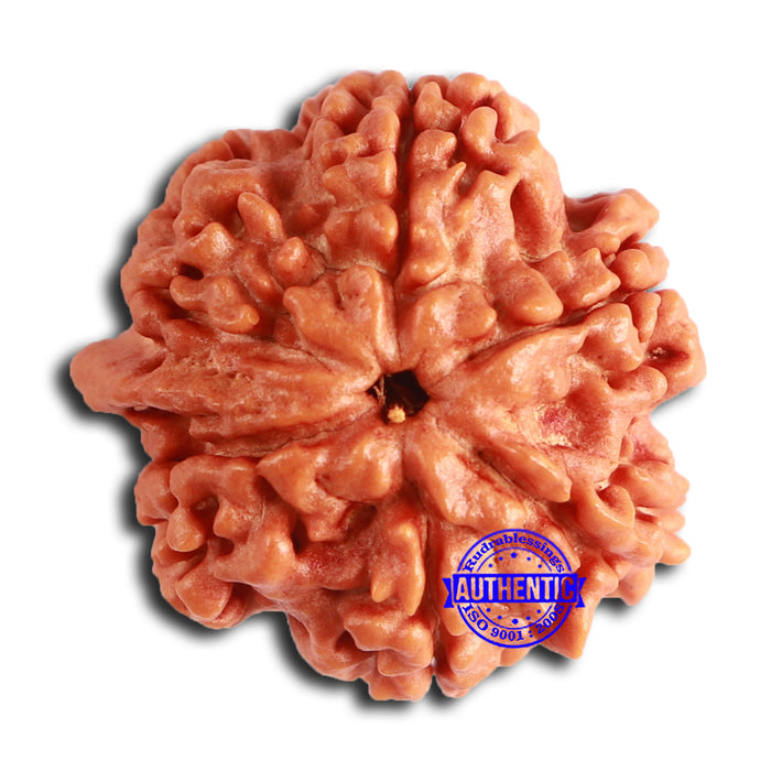 Nepalese Ganesh Rudraksha - Bead No. 219