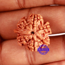 Load image into Gallery viewer, Nepalese Ganesh Rudraksha - Bead No. 219
