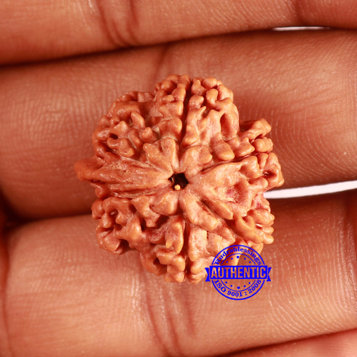 Nepalese Ganesh Rudraksha - Bead No. 219