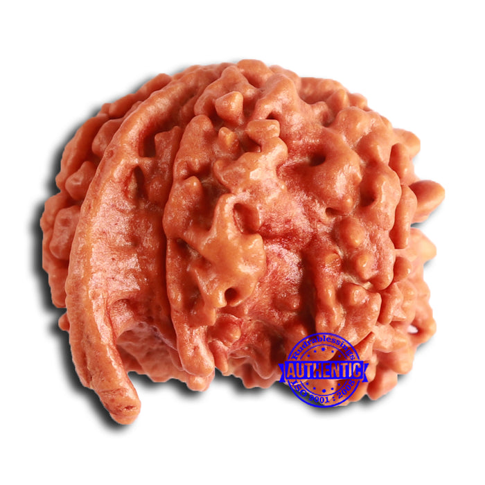 Nepalese Ganesh Rudraksha - Bead No. 219