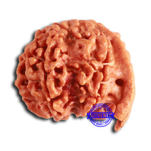 Load image into Gallery viewer, Nepalese Ganesh Rudraksha - Bead No. 219
