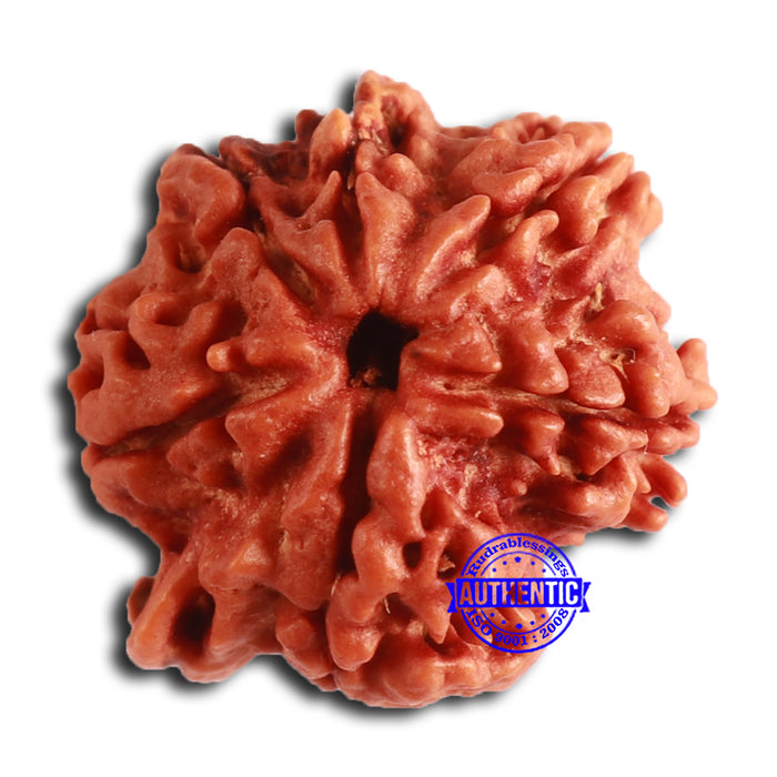 Nepalese Ganesh Rudraksha - Bead No. 213
