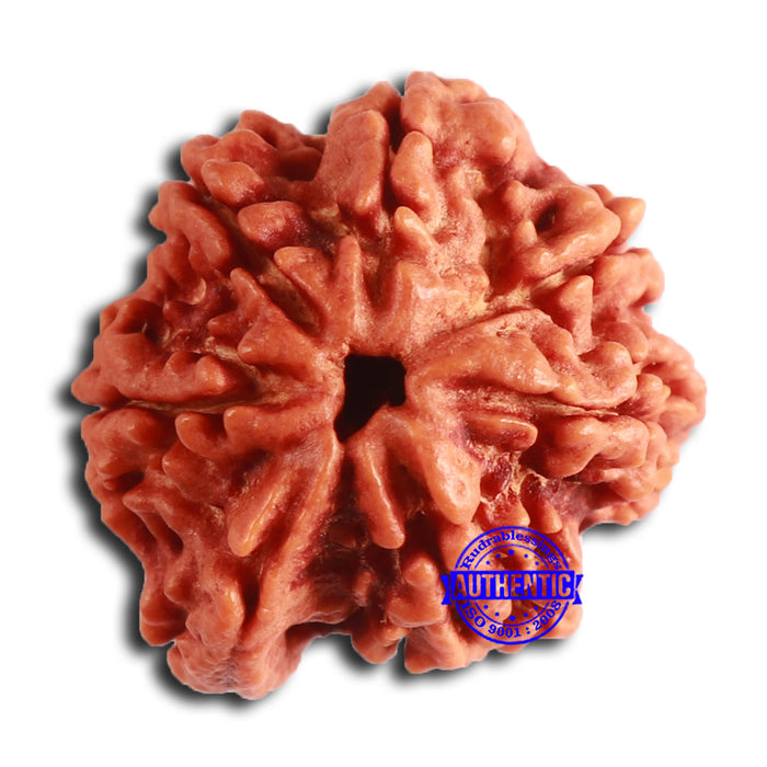Nepalese Ganesh Rudraksha - Bead No. 222