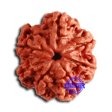Load image into Gallery viewer, Nepalese Ganesh Rudraksha - Bead No. 223
