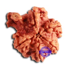 Load image into Gallery viewer, Nepalese Ganesh Rudraksha - Bead No. 225
