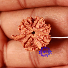 Load image into Gallery viewer, Nepalese Ganesh Rudraksha - Bead No. 225
