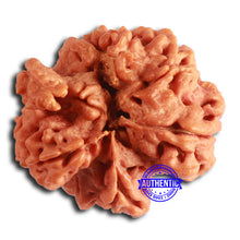 Load image into Gallery viewer, Nepalese Ganesh Rudraksha - Bead No. 226
