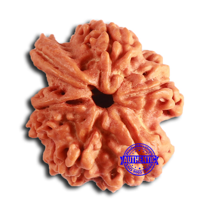 Nepalese Ganesh Rudraksha - Bead No. 226