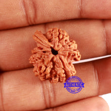 Load image into Gallery viewer, Nepalese Ganesh Rudraksha - Bead No. 226
