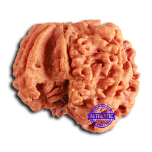 Load image into Gallery viewer, Nepalese Ganesh Rudraksha - Bead No. 226
