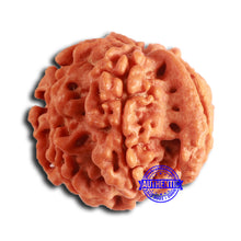 Load image into Gallery viewer, Nepalese Ganesh Rudraksha - Bead No. 226
