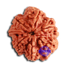 Load image into Gallery viewer, Nepalese Ganesh Rudraksha - Bead No. 228
