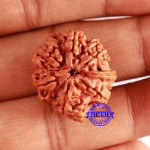 Load image into Gallery viewer, Nepalese Ganesh Rudraksha - Bead No. 228
