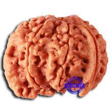 Load image into Gallery viewer, Nepalese Ganesh Rudraksha - Bead No. 228
