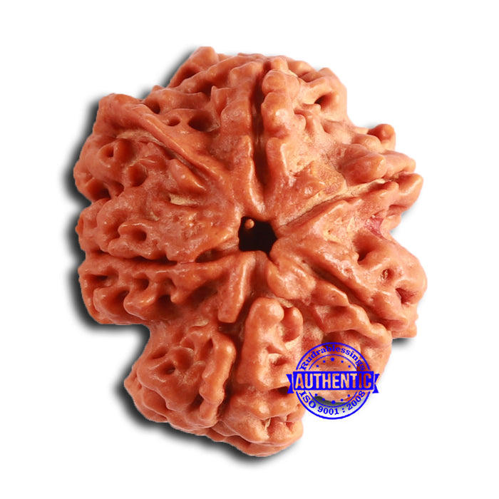 Nepalese Ganesh Rudraksha - Bead No. 229